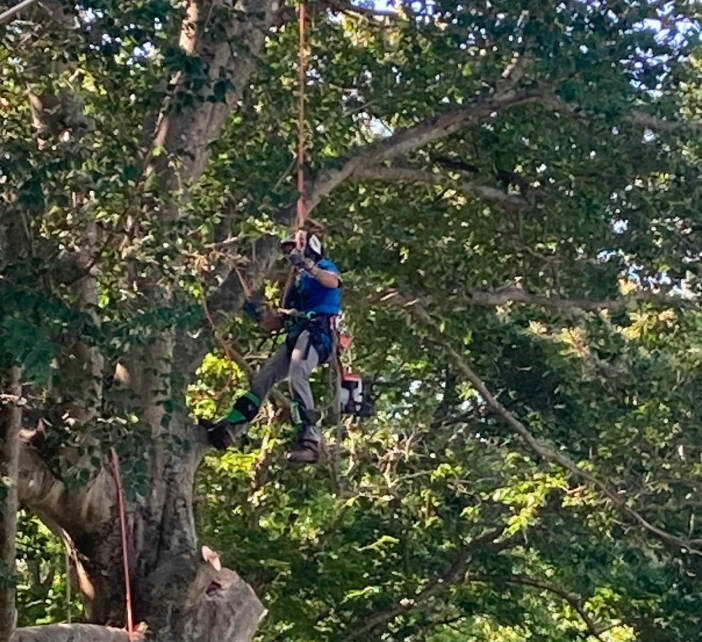 man on harness trimming a tree