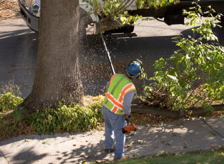 worker pruning and trimming tree